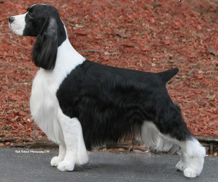 English Springer Spaniel photo of BISS Ch Suncoast's Covert Operator 'Cody'