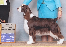 English Springer Spaniel: GCh Suncoast Days Of Future Past 'Aimee'- Best In Sweeps!