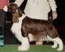 English Springer Spaniel photo-Ch Salutaire's Eloquence