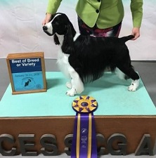 Stache - Best In Specialty Show